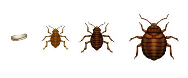 Bed bug life cycle - Cimex lectularius clipart