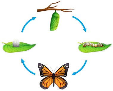 yaşam döngüsü - danaus plexippus