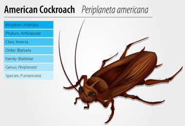 Periplaneta Americana- Cockroach clipart