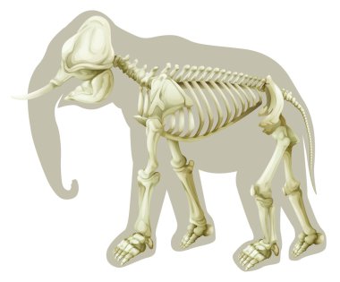 Elephas maximus - skeleton clipart