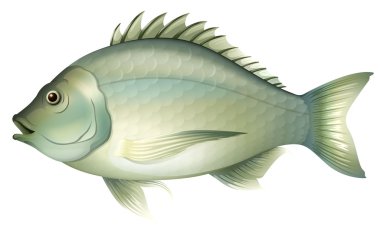 Acanthopagrus butcheri