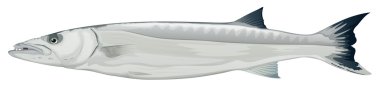 Barracuda - sphyraena cinsi
