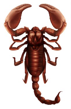 Scorpion - Buthus genus clipart
