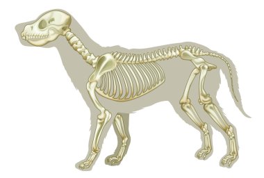 Canis lupus familiaris - skeleton clipart