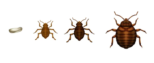 Bed bug life cycle - Cimex lectularius — Stock Vector