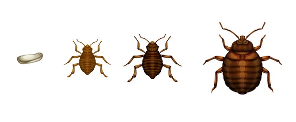 Cykl życia Bed bug - cimex lectularius — Wektor stockowy