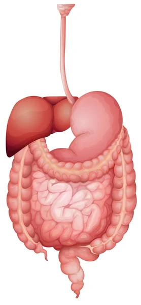 Système digestif humain — Image vectorielle