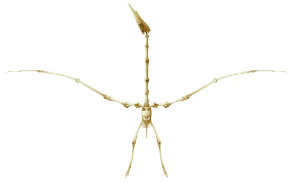 Pterodactyl skeleton — Stock Vector