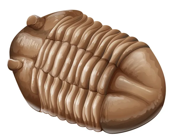 Trilobiet fossiele — Stockvector