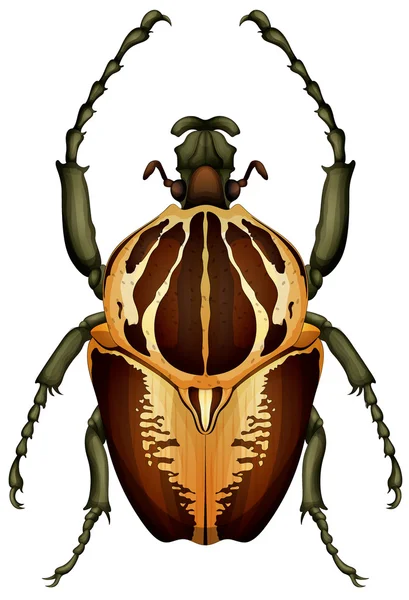 Goliathus regius - Goliath beetle — Stock Vector