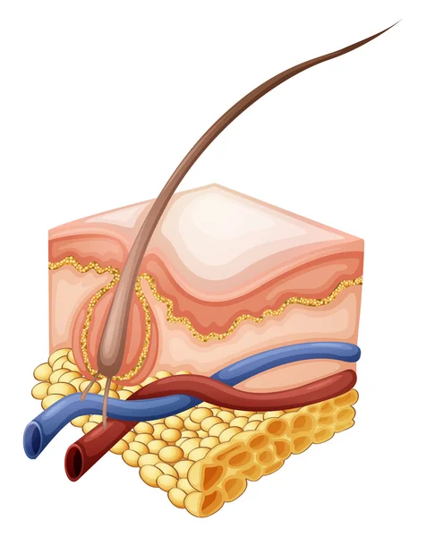 Epidermis — Vector de stock