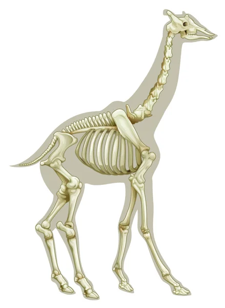 Sistema scheletrico della giraffa — Vettoriale Stock