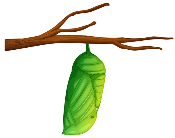 Pupa - Danaus plexippus — Stok Vektör