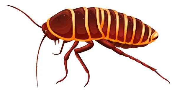 Giant cockroach - Anamesia — Stock Vector