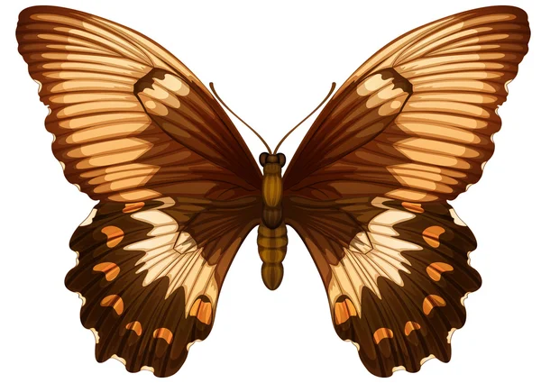 Papilio aegeus — Image vectorielle