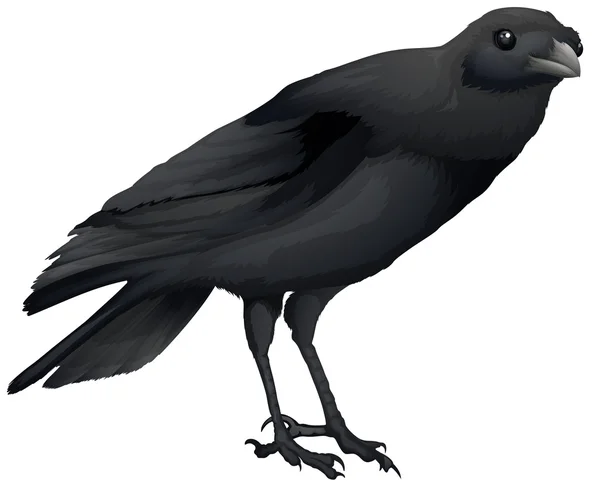 Corvus coronoides — Vector de stock