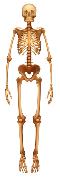 Sistema scheletrico umano — Vettoriale Stock