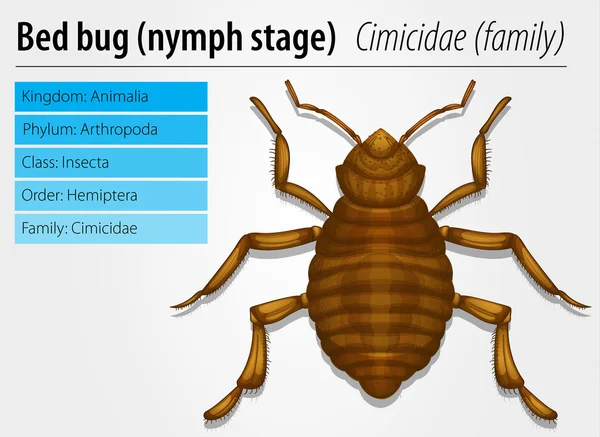 Cimicidae- Bedbug (juvenile) ) — стоковый вектор