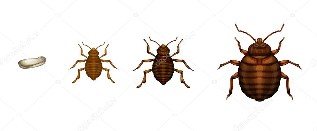 Bed bug life cycle - Cimex lectularius