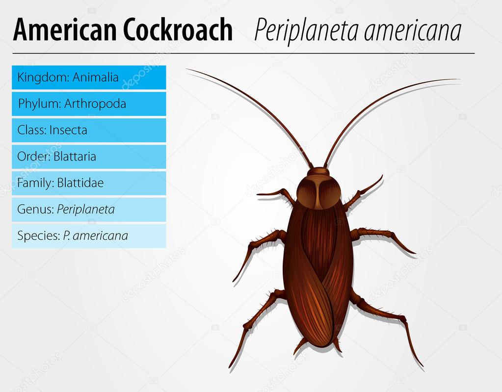 Periplaneta Americana- Cockroach