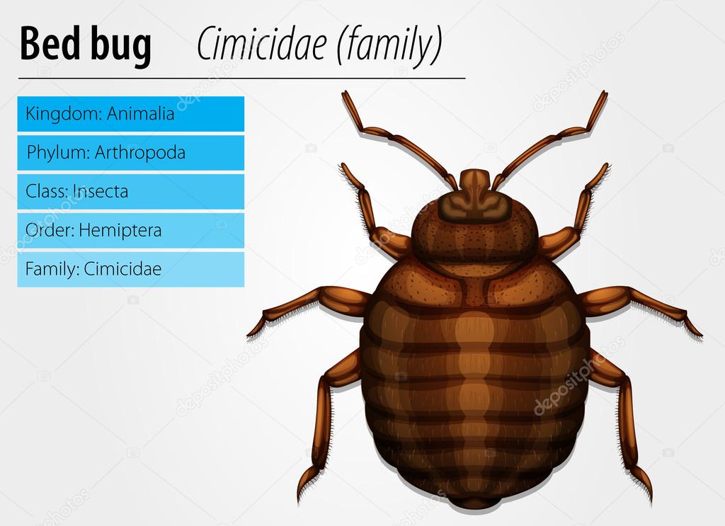Cimicidae- Bedbug