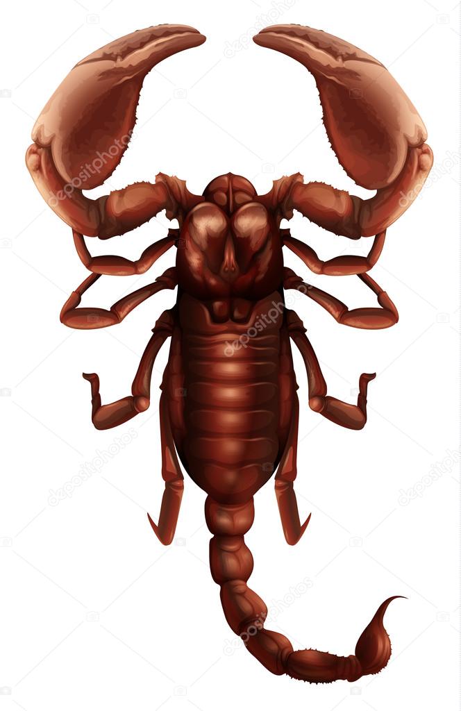 Scorpion - Buthus genus
