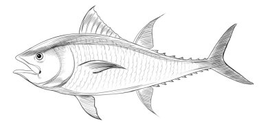 Atlantic bluefin tuna clipart
