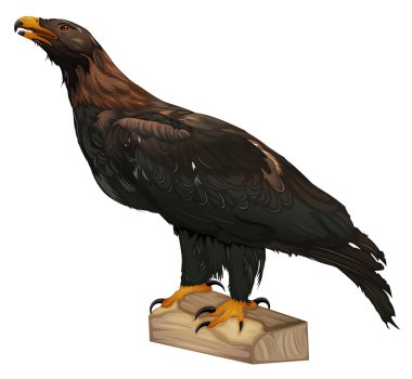 Wedge-tailed Eagle clipart
