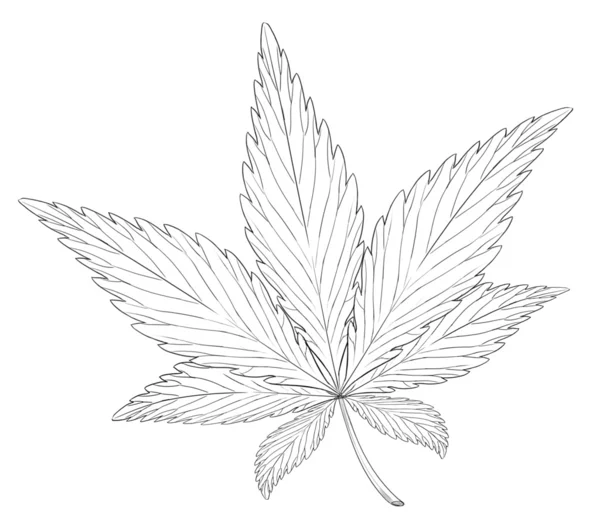 Blatt der Pflanze Cannabis sativa — Stockvektor