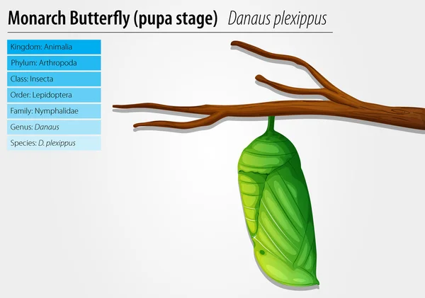 Mariposa monarca - Danaus plexippus - etapa de la pupa — Vector de stock