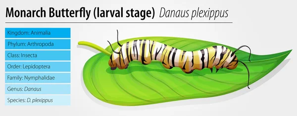 Papillon monarque Danaus plexippus stade larvaire — Image vectorielle