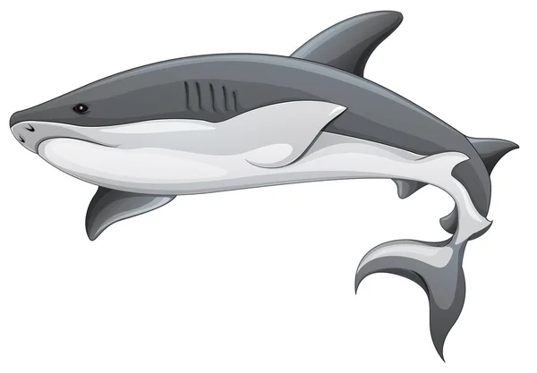 Obecný žralok ilustrace — Stockový vektor