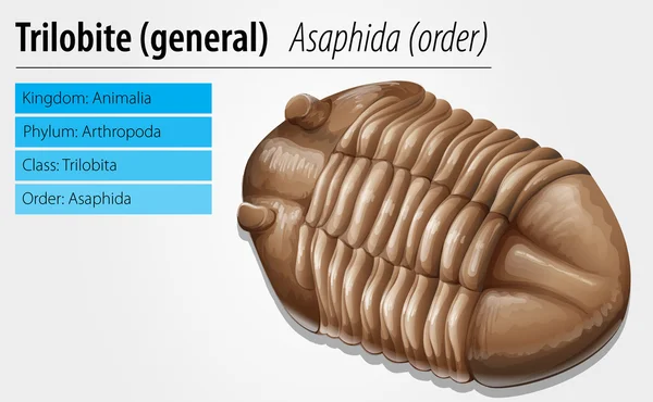 Fossile trilobite — Image vectorielle