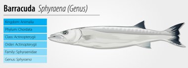 Barracuda - Sphyraena genus clipart