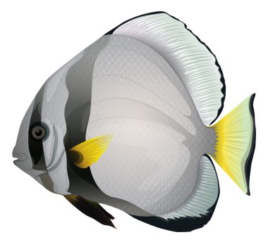 Orbicular Batfish