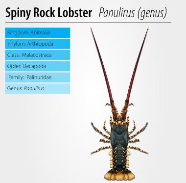 Spiny rock lobster - Panulirus clipart