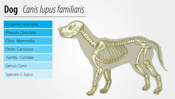 Canis lupus familiaris - skeleton — Stock Vector