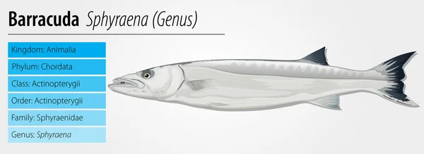 Barracuda - Sphyraena género — Vector de stock