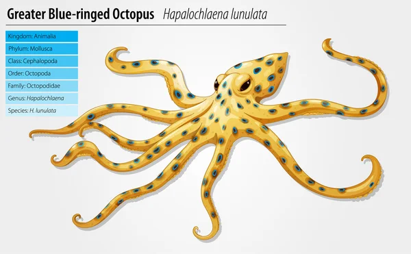 Pulpo anillado azul — Vector de stock