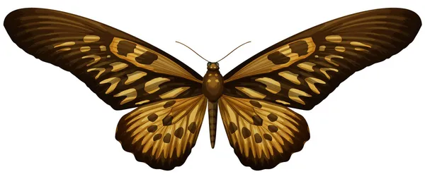Cola de golondrina africana gigante - Papilio antimachus — Archivo Imágenes Vectoriales