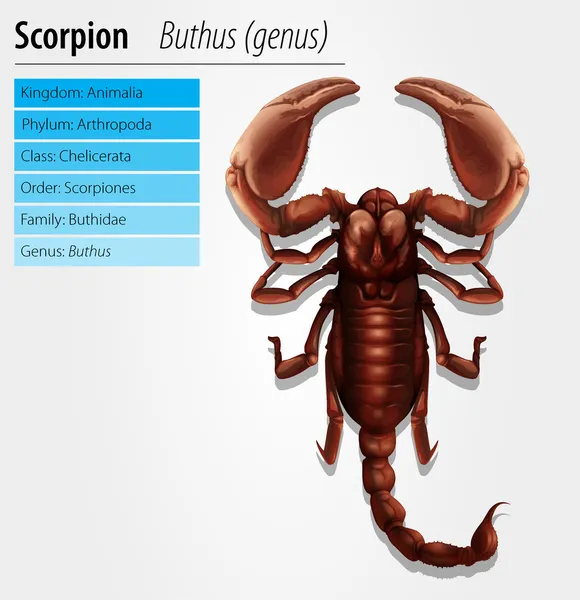 Escorpião - gênero Buthus —  Vetores de Stock