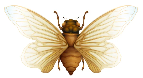 Типичная иллюстрация цикады — стоковый вектор