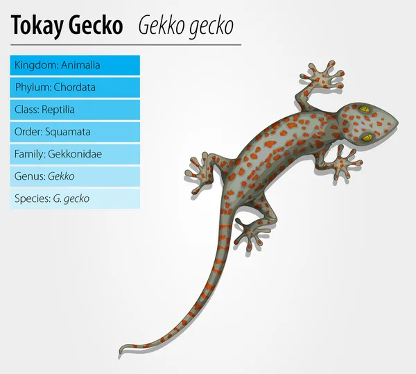 Tokay gecko - Gekko gecko — Stock Vector