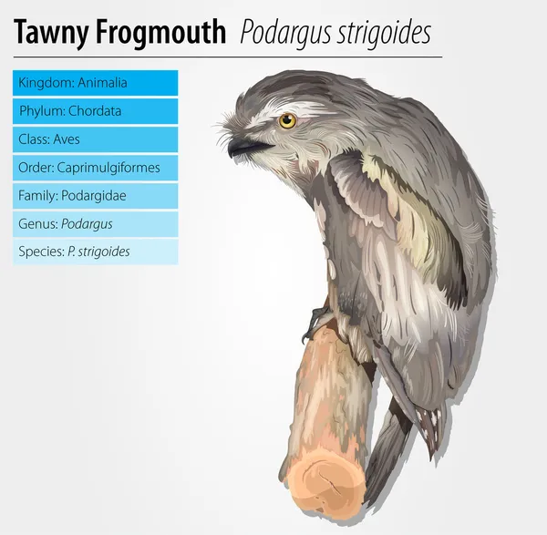 Búho Frogmouth Tawny — Archivo Imágenes Vectoriales