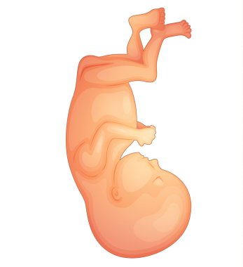 human fetus clipart