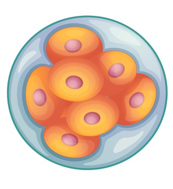 embryo development clipart