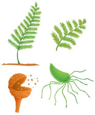Fern yaşam döngüsü