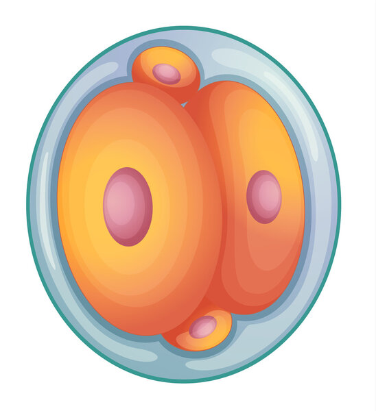 embryo development
