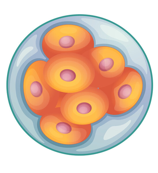 embryo development