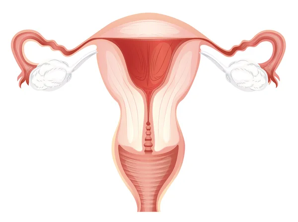 Système reproducteur féminin — Image vectorielle